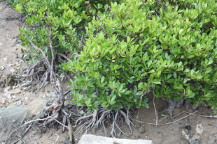 翠绿丛生植物近景