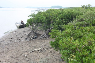 岸边人坐于繁茂红树林旁