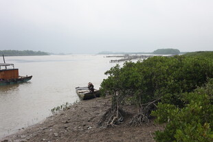 河岸停泊船只与繁茂植被