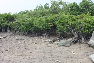 海岸边的茂密红树林景观