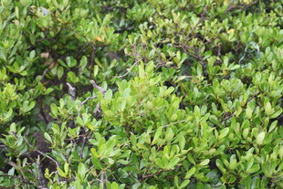 茂密翠绿的灌木丛