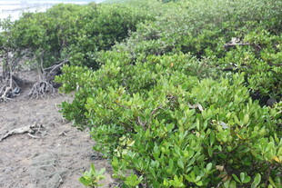 茂密的绿色灌木丛