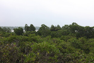 绿意盎然的茂密树林景观