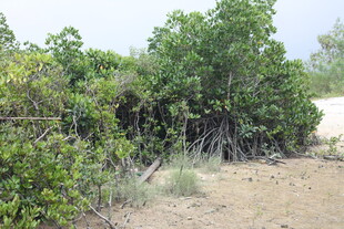 野外繁茂的绿色灌木丛