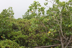 茂密红树林景观