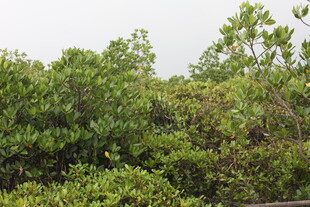 茂密的绿色灌木丛景观