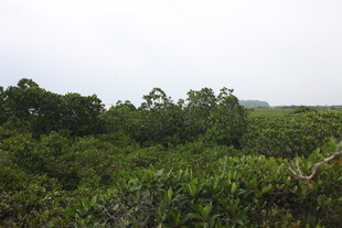 茂密葱郁的绿色树林景观