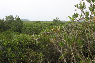 茂密的绿色植被景观