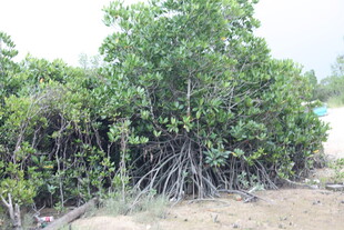 岸边茂密的红树林植物