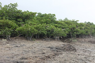 红树林湿地景观