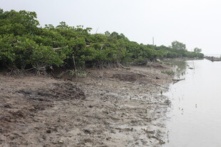 河岸红树林湿地景观