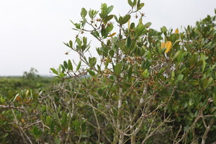 茂密的绿色灌木丛景观