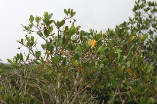 枝叶繁茂的绿色灌木丛