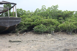 岸边停泊的老旧船只