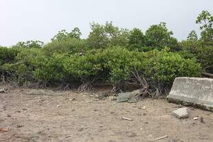 海岸边的茂密红树林景观