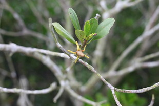 枝头嫩绿新芽初绽