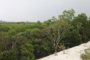 海岸边的茂密红树林景观