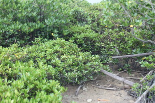 茂密红树林景观