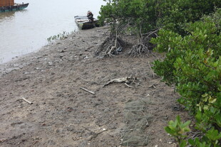 岸边植被与停泊小船景象