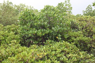 茂密的绿色灌木丛景观