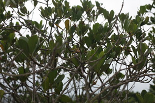 绿叶繁茂的植物