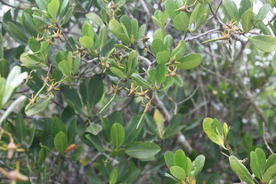 绿叶繁茂的植物景象