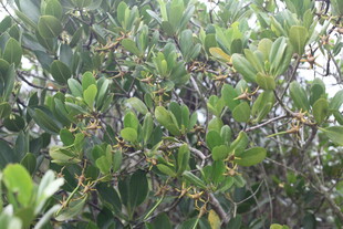 枝叶繁茂的绿色植物