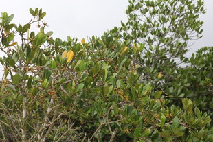 茂密枝叶的绿色植物