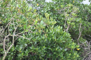 茂密的绿色灌木丛景观