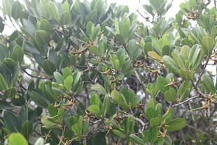 茂密枝叶的绿色植物