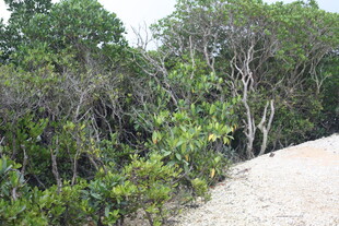 沙边繁茂绿植景观