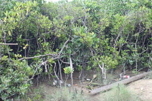 茂密红树林景观