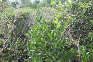 茂密的树林景观