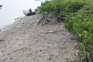 岸边红树林与浅滩景象