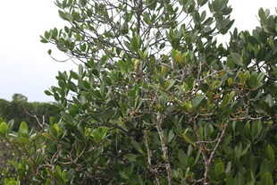 茂密丛生的绿色植物