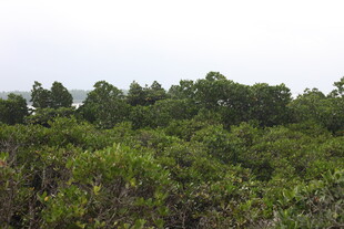 茂密的绿色树林景观