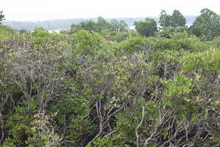 茂密灌木丛景观