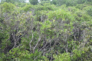 茂密葱郁的绿色树林景观