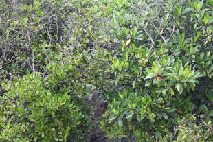 茂密丛林绿植景观