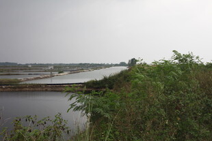 河畔绿植环绕的宁静风光