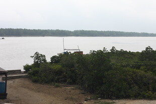 岸边绿植与开阔水域景观