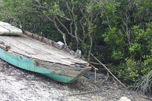 废弃小船搁浅于树林岸边