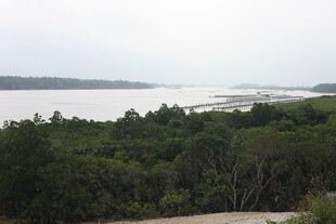 湖畔葱郁树林风景