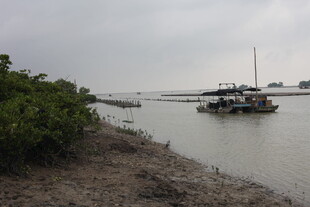 河畔船只与岸边绿植景观