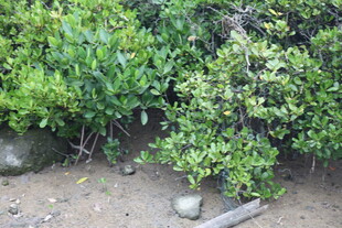 绿叶繁茂的地面植物景观