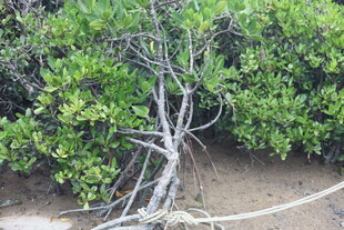 扭曲树根旁的葱郁绿植