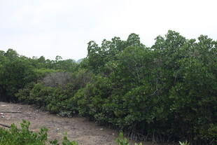 茂密树林中的蜿蜒小道
