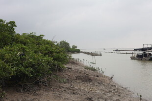 河岸红树林与停泊船只