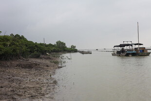 河口船只与岸边植被景观