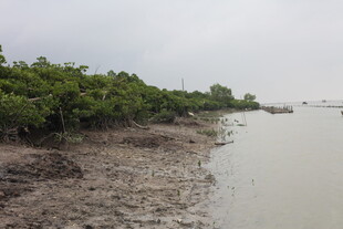 潮间带红树林湿地景观
